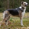 Darcy - kinderfreundlich, ruhig
