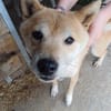 Bibi-Biszu-PP freundliche Shiba-Maus