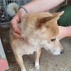 Bibi-Biszu-PP freundliche Shiba-Maus