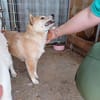 Bibi-Biszu-PP freundliche Shiba-Maus