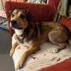 Der kleine Benni sucht Dich!