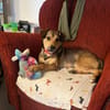 Der kleine Benni sucht Dich!