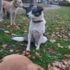 LAYLA  auf PS in 25421  Pinneberg
