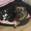 MARTI - liebevoller, sanfter Hundemann