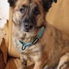 MARTI - liebevoller, sanfter Hundemann
