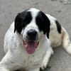 LUCKY - mit einem Herzen aus Gold