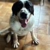 LUCKY - mit einem Herzen aus Gold