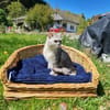 Hera sucht ein liebevolles Zuhause