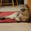 Hera sucht ein liebevolles Zuhause