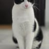 Linus aus dem Tierschutz