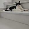 Linus aus dem Tierschutz