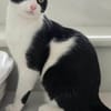 Linus aus dem Tierschutz