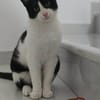 Linus aus dem Tierschutz