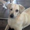 Luna  kleine, sensible Hündin 3,5 J.