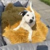 Calimero sehr freundlich und verschmust
