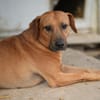 Liebevoller KONRAD sucht seine Menschen!