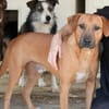 Liebevoller KONRAD sucht seine Menschen!