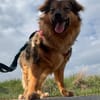 TRIXIE, Mix, geb. 02/2023