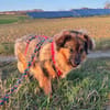 TRIXIE, Mix, geb. 02/2023