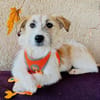 CORINNA, Mix, geb. 07/2025