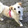 CORINNA, Mix, geb. 07/2025