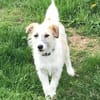 CORINNA, Mix, geb. 07/2025