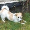 CORINNA, Mix, geb. 07/2025