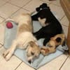 CORINNA, Mix, geb. 07/2025