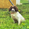 LOLA