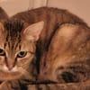 AYA jeune chatte