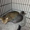 AYA jeune chatte