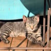 KALIN chaton