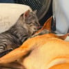 KALIN chaton