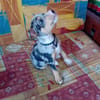 STETSON, CHIOT MÂLE BERGER CRÉOLE