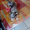 STETSON, CHIOT MÂLE BERGER CRÉOLE