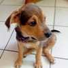 LUMA, chiot femelle Berger Créole