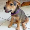 LUMA, chiot femelle Berger Créole