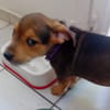 LUMA, chiot femelle Berger Créole