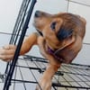 LUMA, chiot femelle Berger Créole