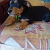 NERA, chiot femelle Berger Créole