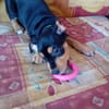 NERA, chiot femelle Berger Créole