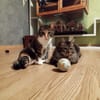 Lyra et Asven