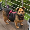 Gloria 6-jährige franz Bull Mix