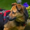 Gloria 6-jährige franz Bull Mix