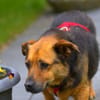 Gloria 6-jährige franz Bull Mix