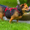 Gloria 6-jährige franz Bull Mix