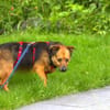 Gloria 6-jährige franz Bull Mix