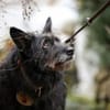 Mariechen sucht ein Zuhause