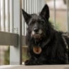 Mariechen sucht ein Zuhause