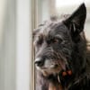 Mariechen sucht ein Zuhause
